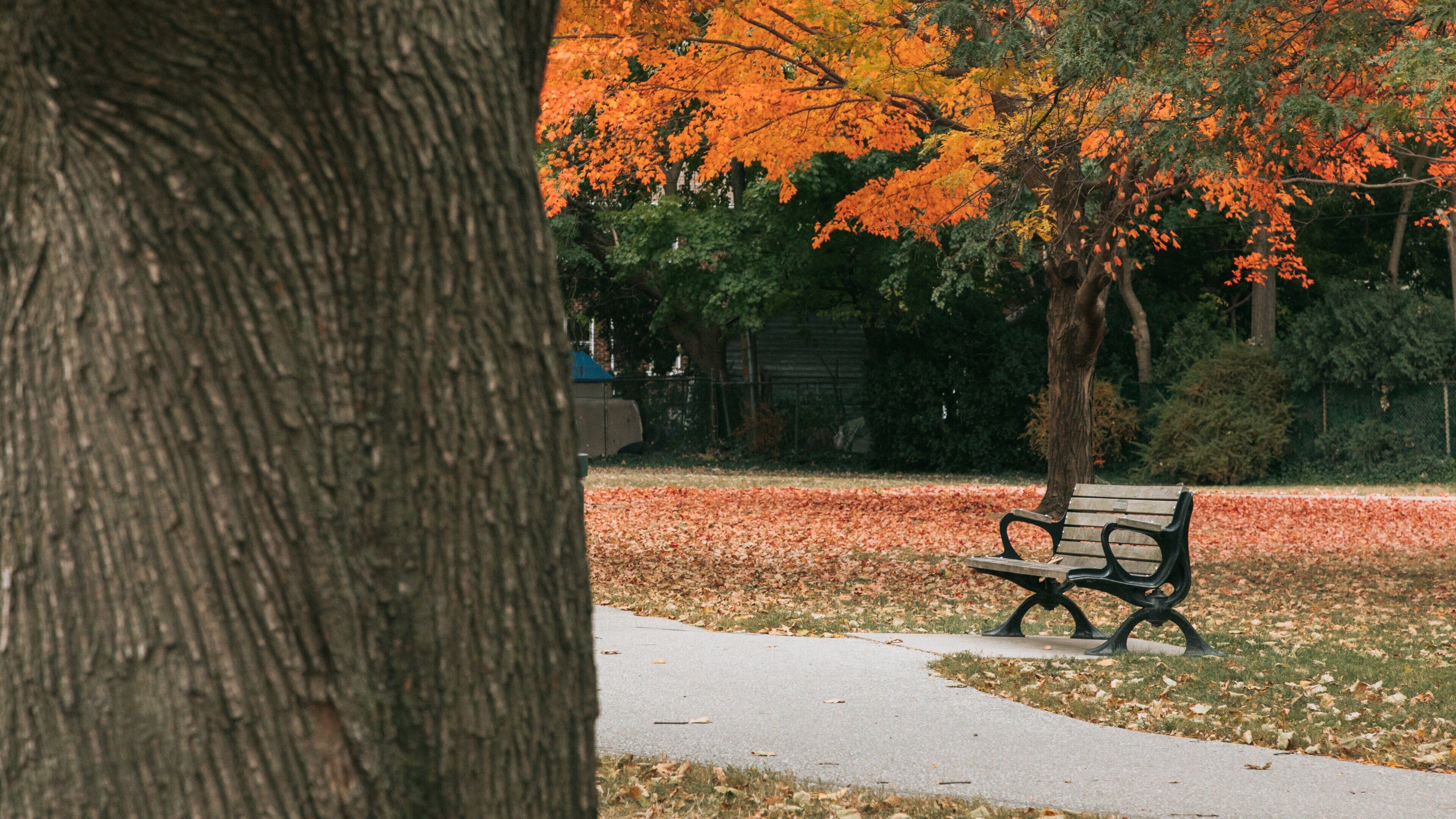 Sandwich Towne featuring fall colors and a garden