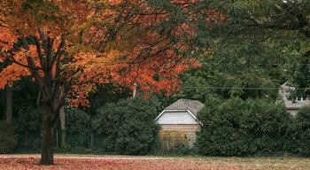 Sandwich Towne which includes a garden and fall colors
