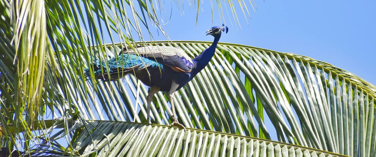 A peacock perched on a palm tree.
