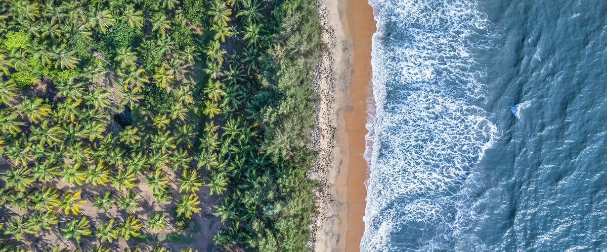 An aerial view of a beach with palm trees and waves.