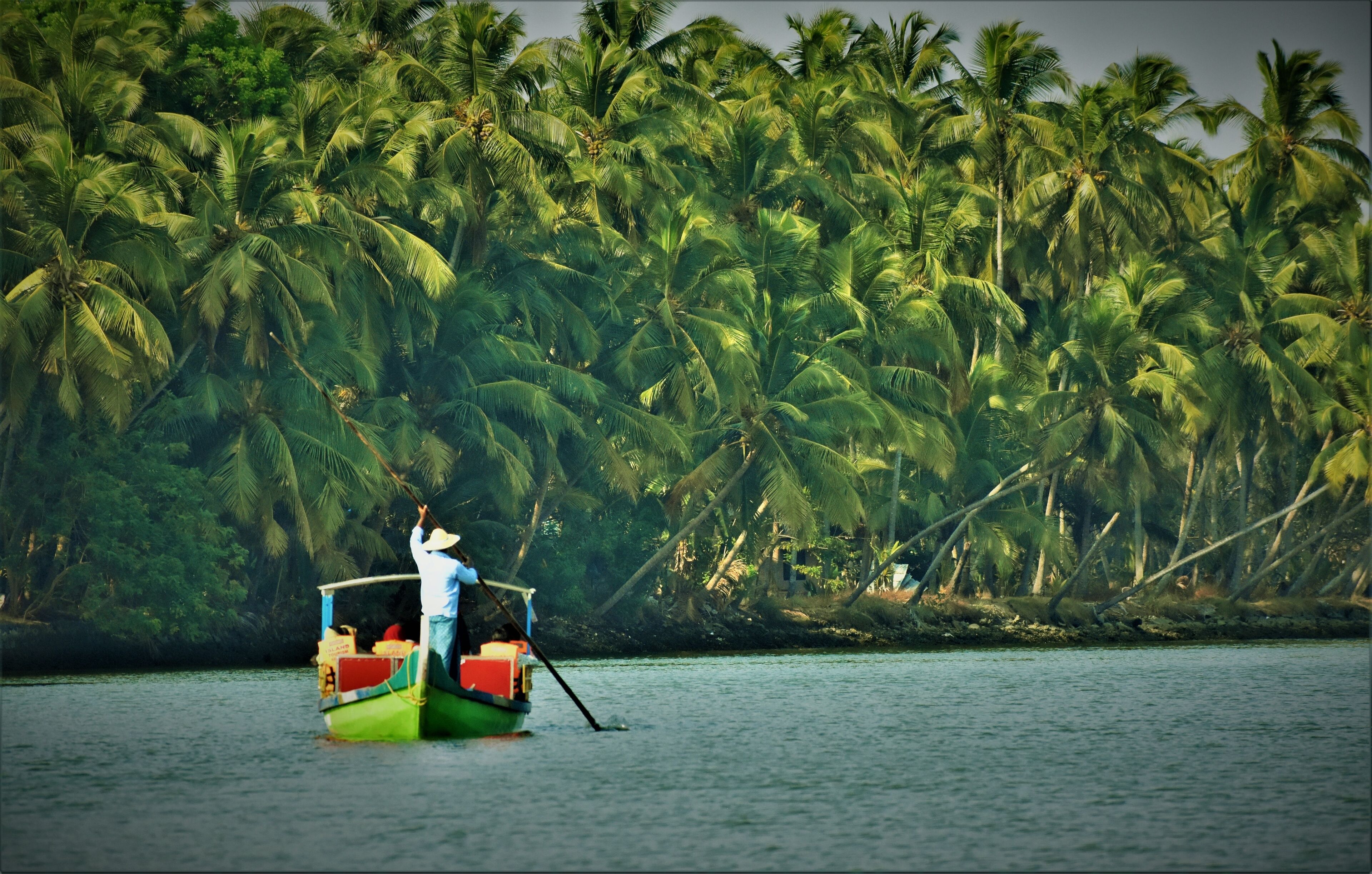 A green boat with a man rowing, surrounded by dense palm trees.