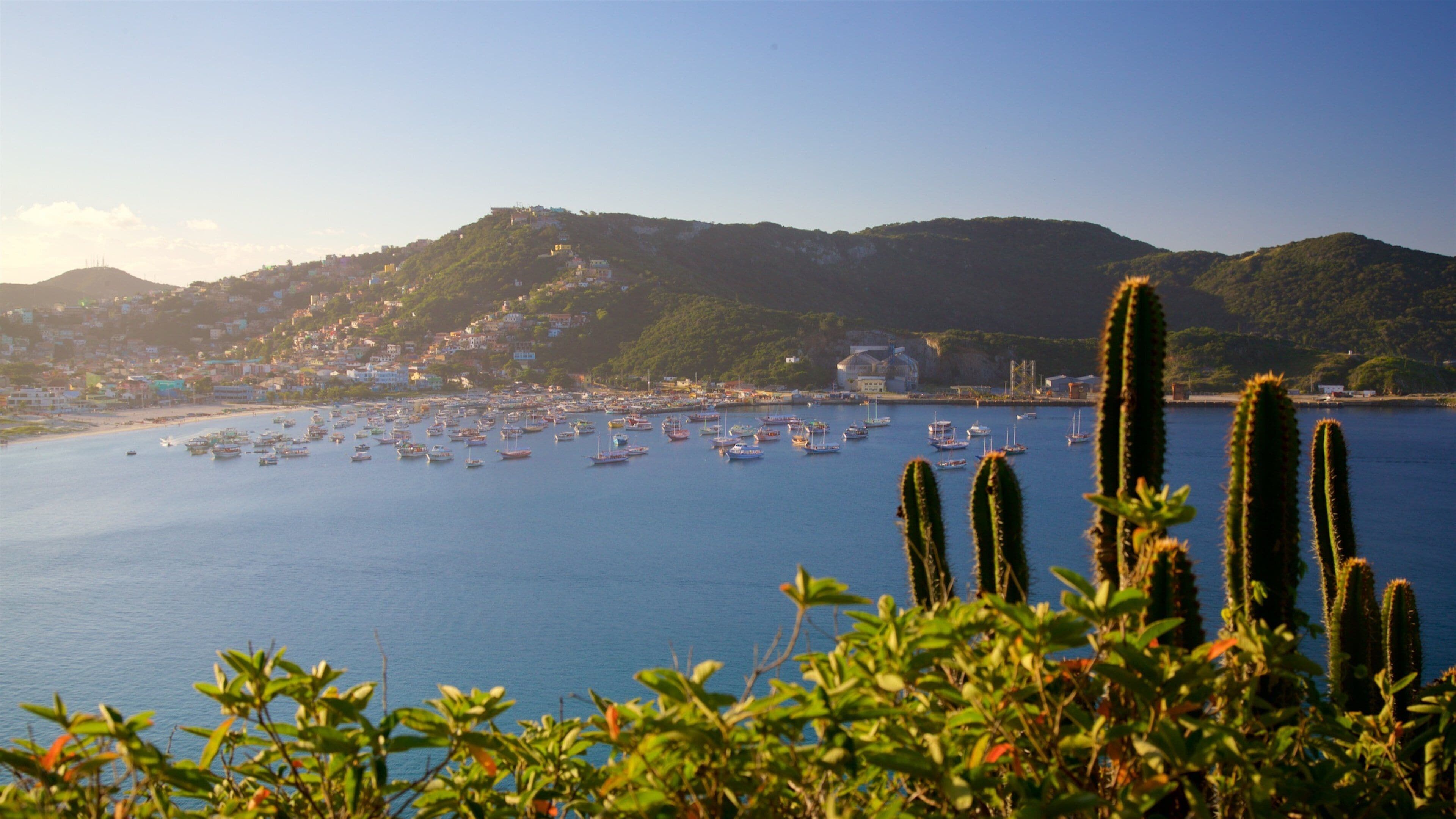 A coastal town with a marina filled with boats, surrounded by hills and cacti.