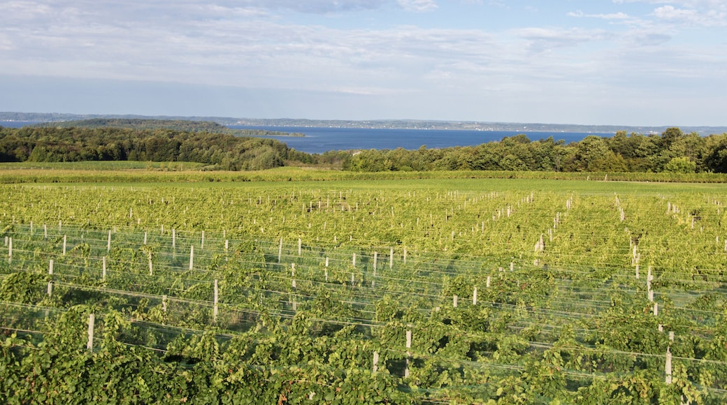 The Wineries of Old Mission Peninsula