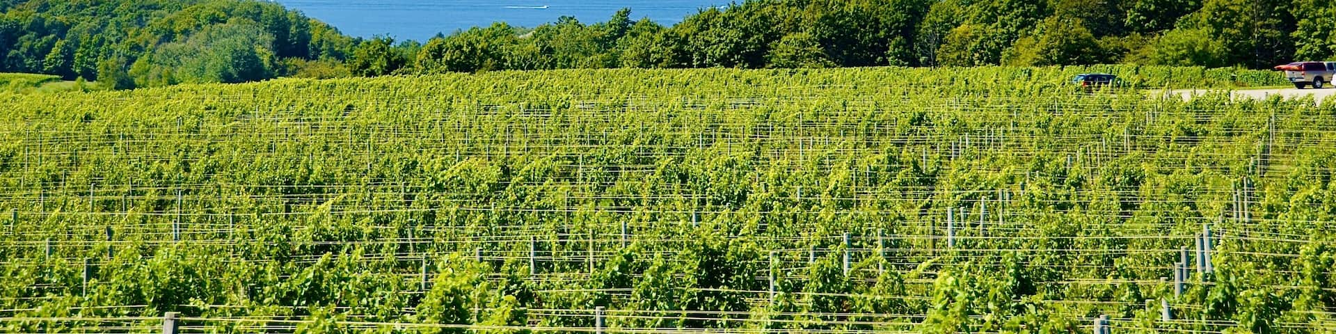 Beautiful scenic view of vineyard, farmland, lake, from the winery in Old Mission Peninsula, Michigan.