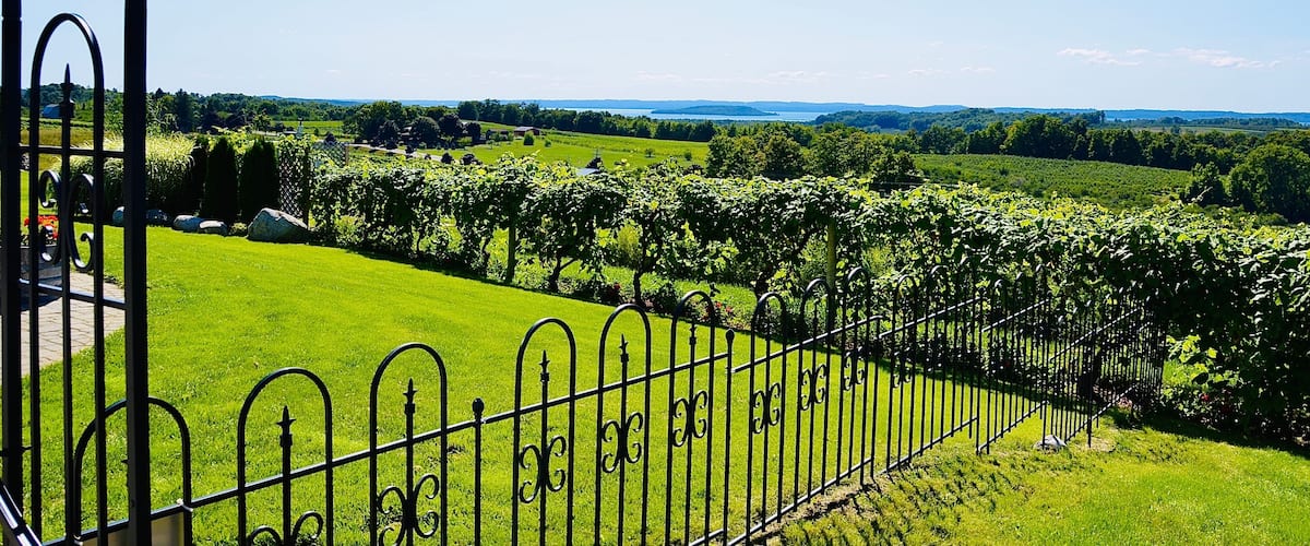 A vineyard with rows of grapevines, a metal fence, and a clear blue sky.
