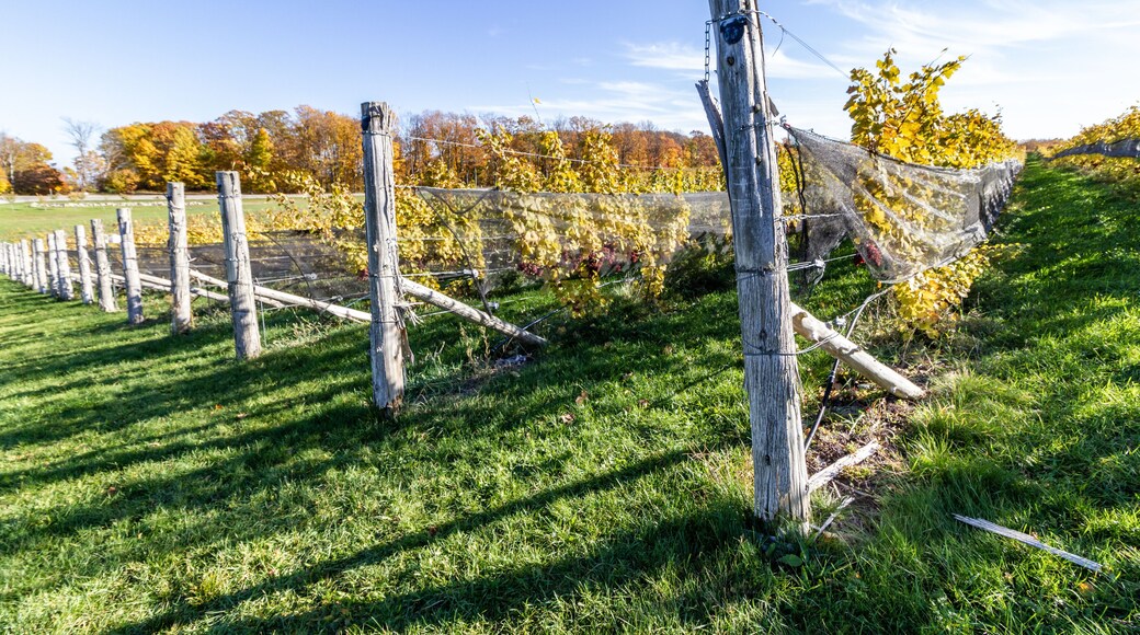 利勒诺半岛酒庄区