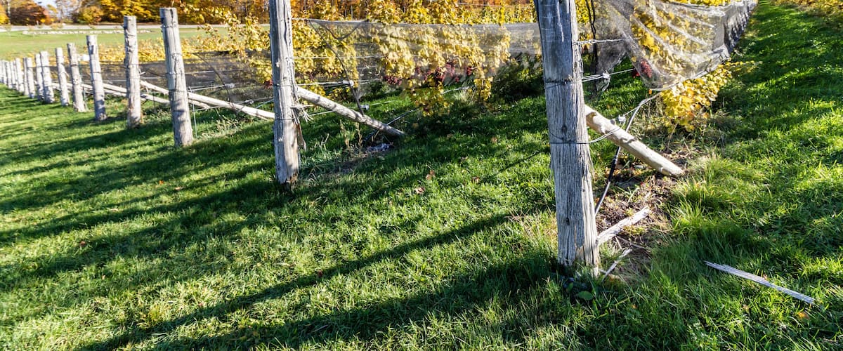 A vineyard with rows of grapevines supported by wooden stakes and netting.