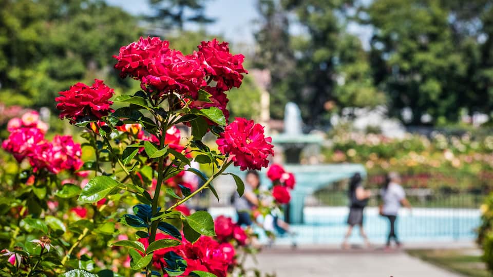 Beautiful blooming roses; people and water fountain visible in the blurred background; San Jose Municipal Rose Garden, south San Francisco bay area, California