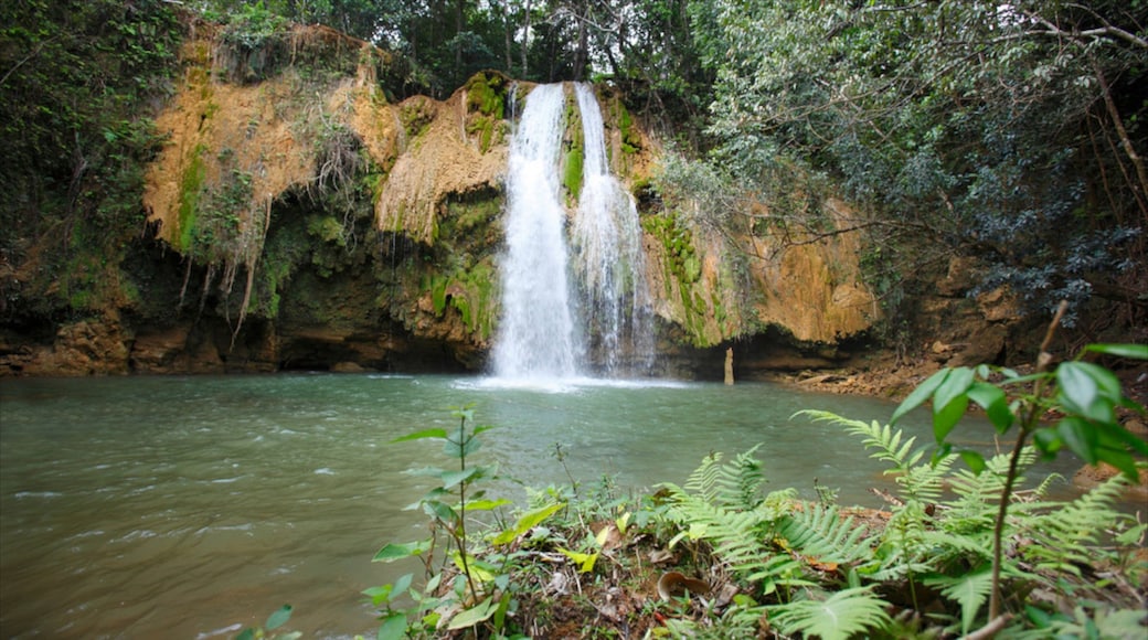 El Limon Falls showing rainforest and a cascade