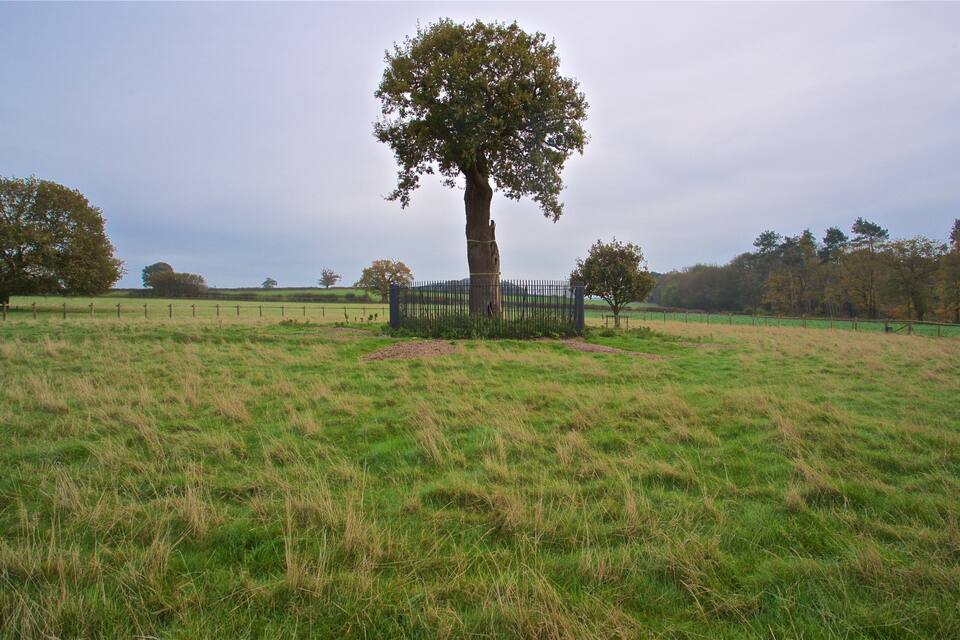 A solitary tree in a grassy field with a fence in the background.