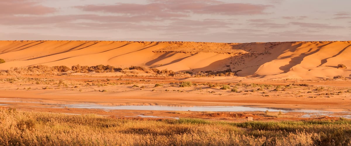 A desert landscape with sand dunes and sparse vegetation.