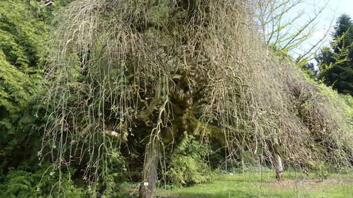 Arboretum de Balaine (Villeneuve-sur-Allier, France). Sophora japonica pendula.