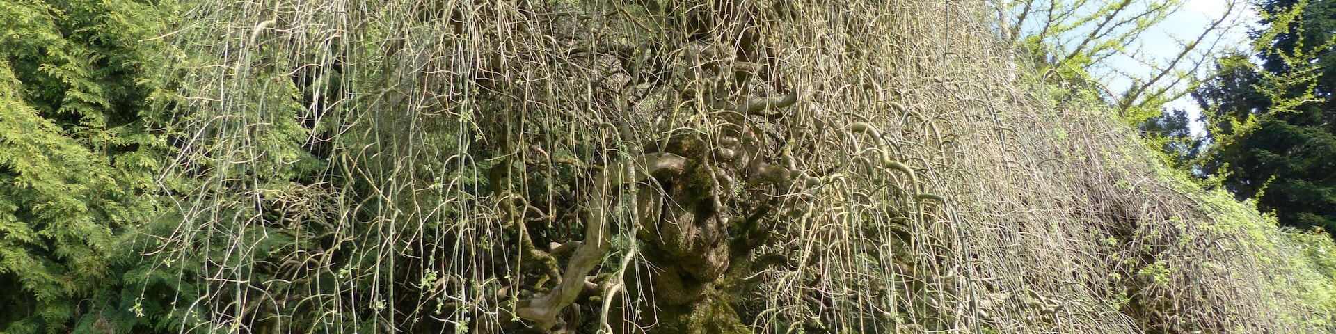 Arboretum de Balaine (Villeneuve-sur-Allier, France). Sophora japonica pendula.