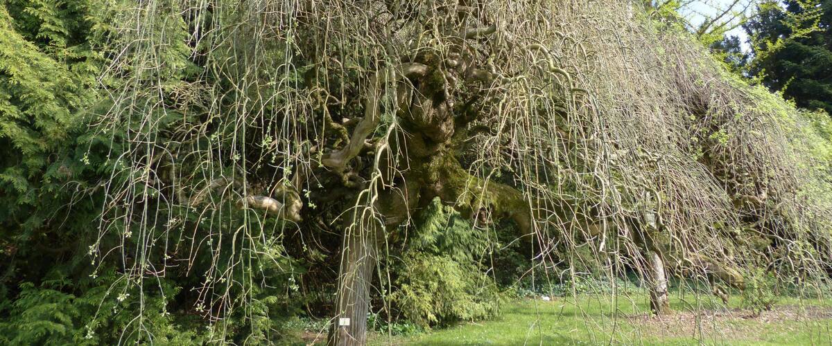 A large weeping willow tree with hanging branches in a lush green park.