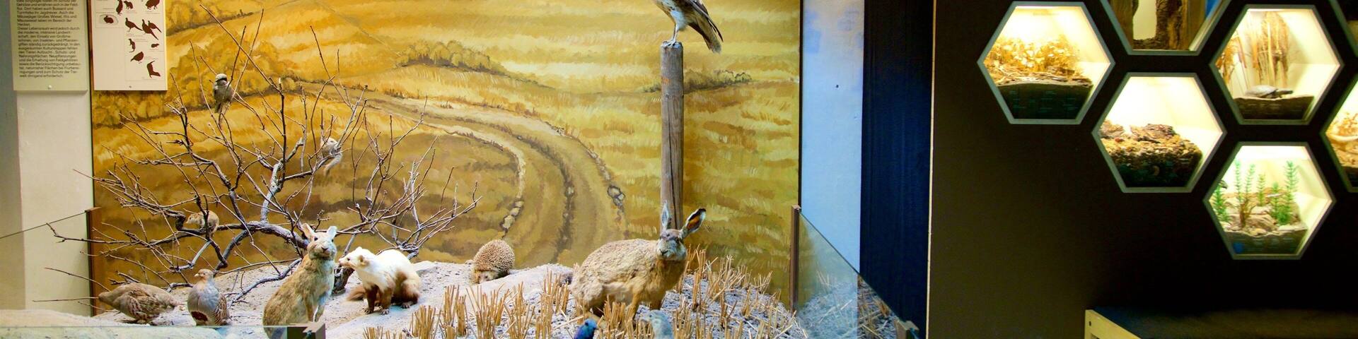 Naturhistorisches Museum