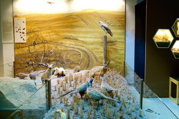 Naturhistorisches Museum