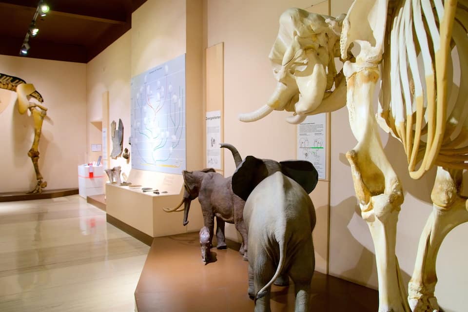 A museum exhibit with dinosaur skeletons and an elephant skeleton.