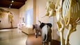 A museum exhibit with dinosaur skeletons and an elephant skeleton.