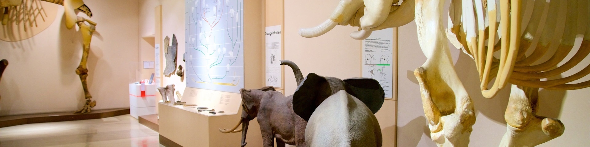 Naturhistorisches Museum featuring interior views