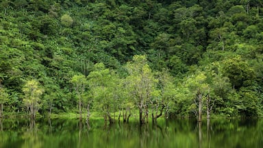 A calm lake surrounded by dense green forest.