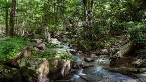 Even during periods of low water the stream provides beauty