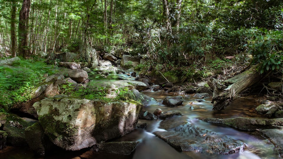 A forest stream with rocks and moss.
