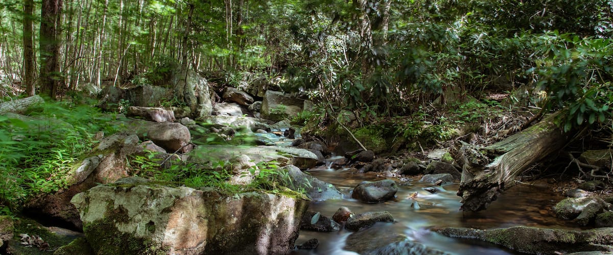 A forest stream with rocks and moss.