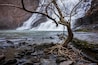 A bare tree, free from it's leaves at Ithace Falls Natural Area in New York State, grows from the wet rocks below with a waterfall blurred by it's motion in the background.