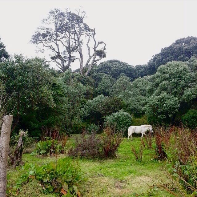 It was unfortunately too foggy to reach the summit, but that didn't stop us from seeing some pretty neat stuff along the way #costarica #neature