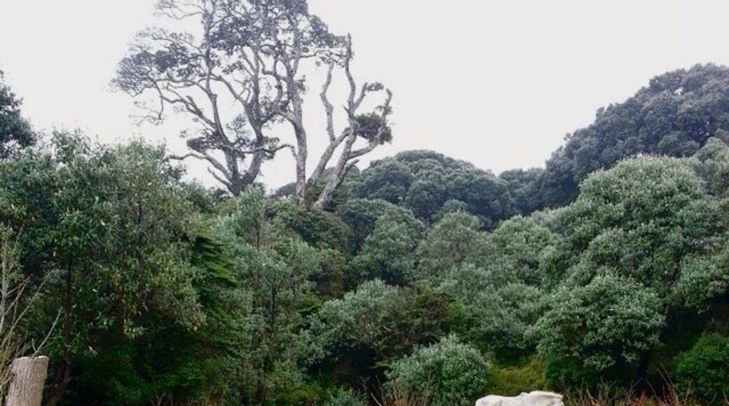 It was unfortunately too foggy to reach the summit, but that didn't stop us from seeing some pretty neat stuff along the way #costarica #neature