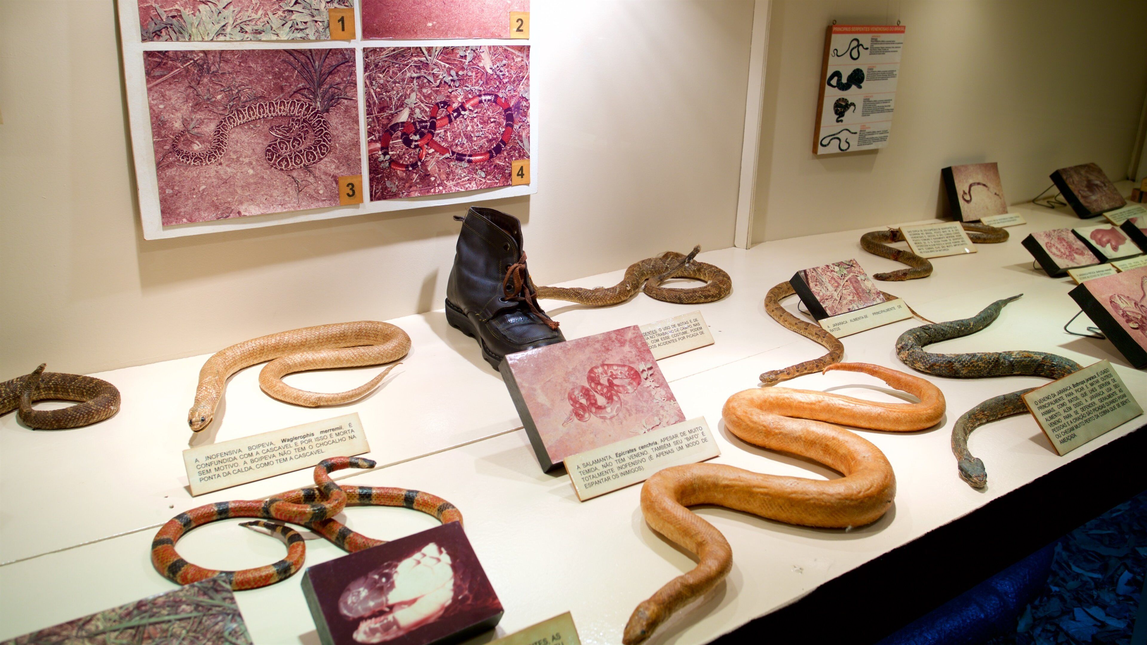 Luonnonhistorian museo joka esittää sisäkuvat