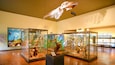 Museu de História Natural que inclui vistas internas