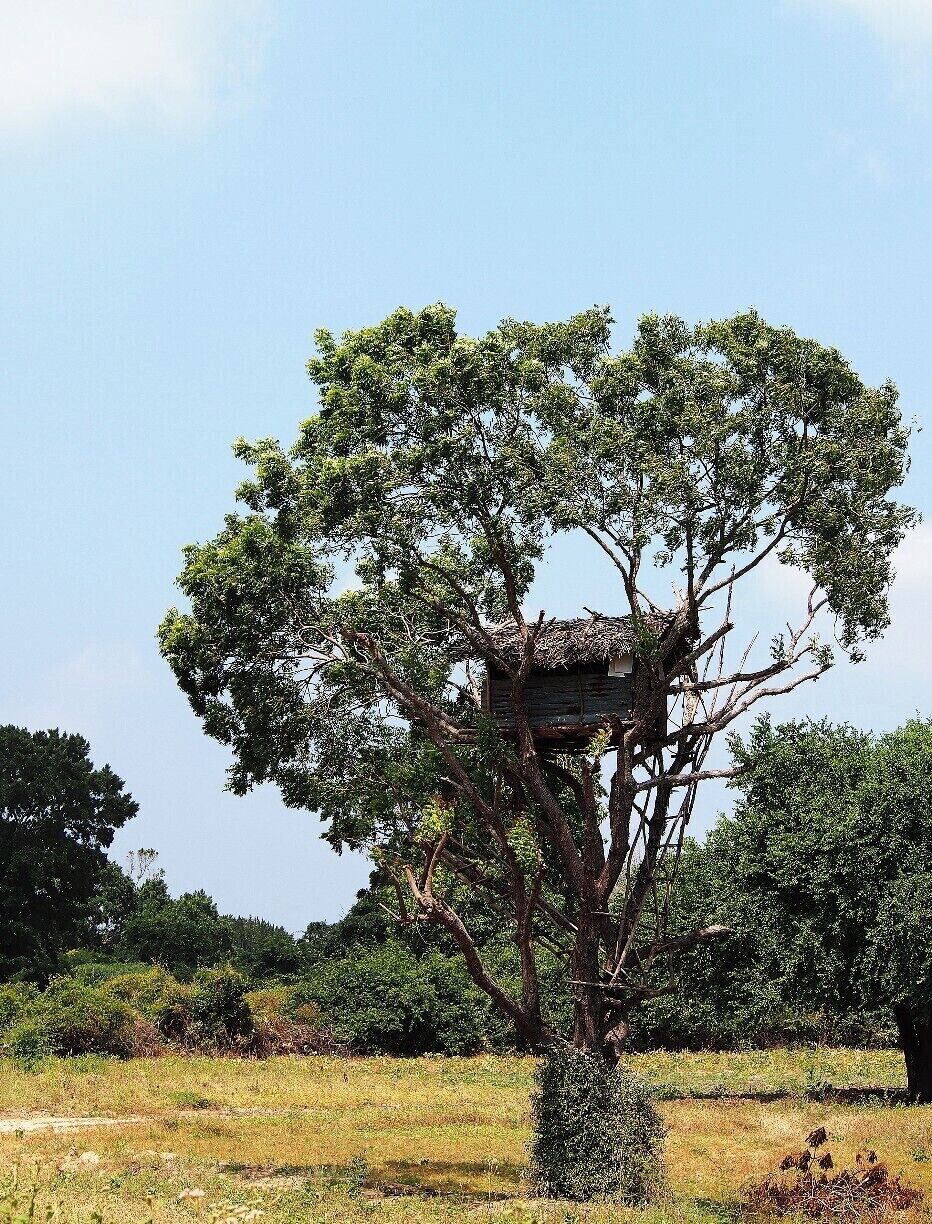 OLYMPUS E-PM1 
Exposure Time: 1/400 sec 
ISO-200 
Focal Length: 45 mm 

Thissamaharama is situated in the Southern province of Sri Lanka. Most of the people in those areas practise chena cultivation as their major income. But those cultivated lands are destroyed by the elephants and wild boars as the density of animals in this region is very high. So, the farmers make these kind of huts on trees and protect their cultivation through out the night for months.   