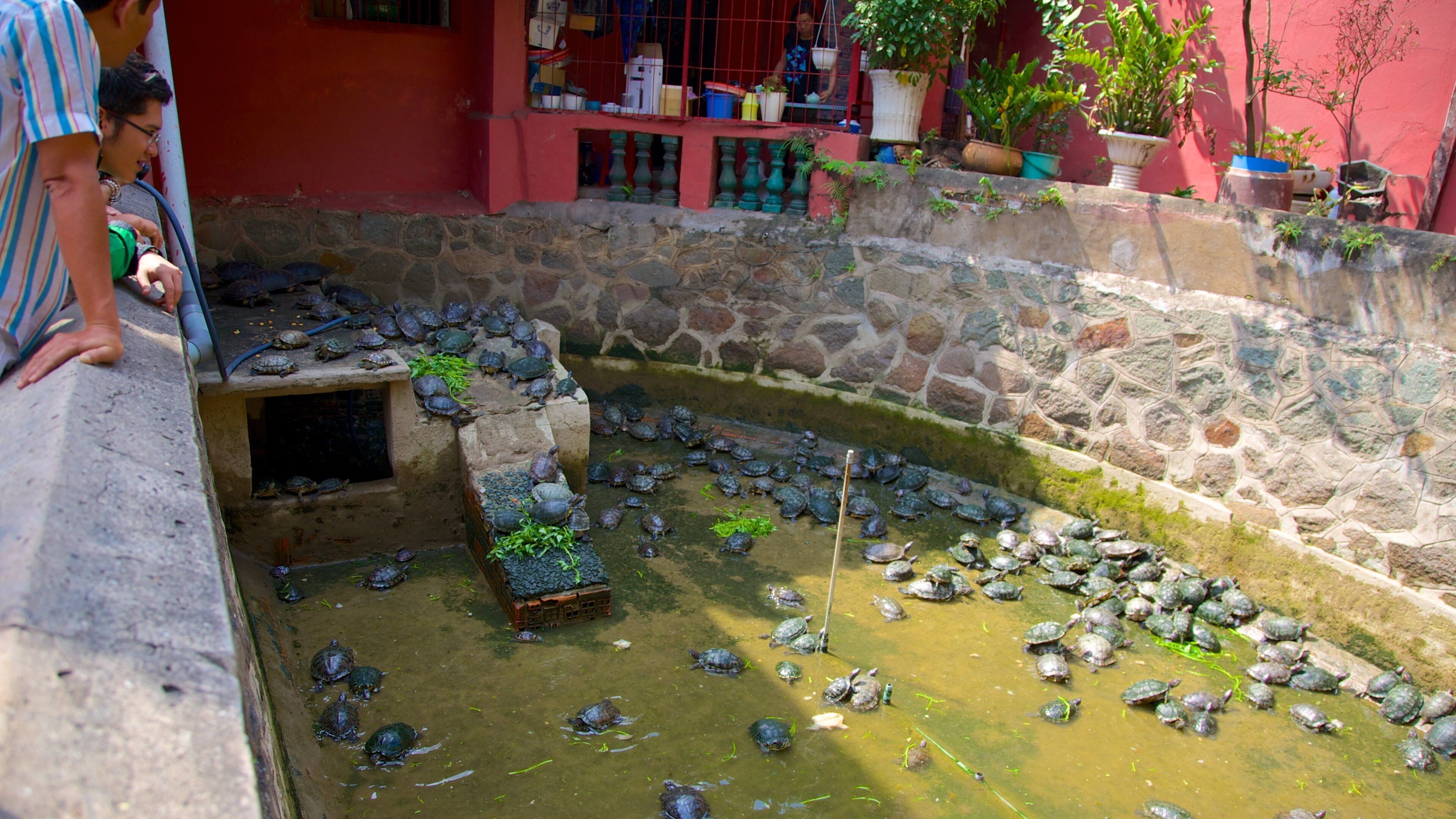 ヤックラム寺 フィーチャー 池, 動物 と 寺院あるいは礼拝所