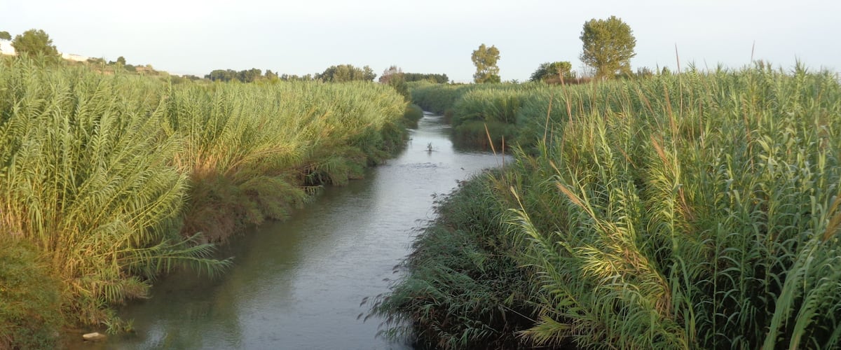 A narrow water channel flanked by tall grasses and trees.