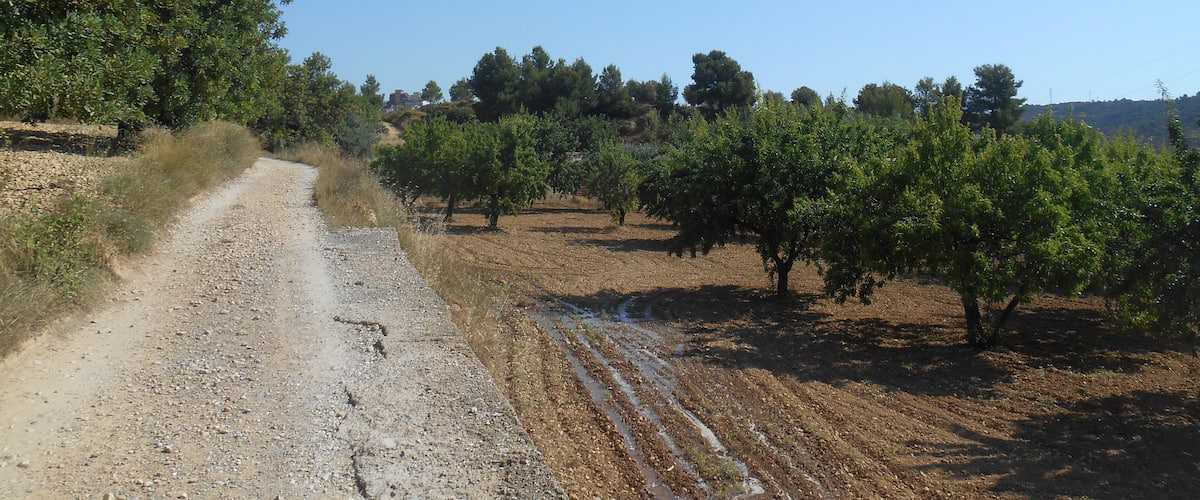 A gravel path in a vineyard with rows of grapevines under a clear blue sky.