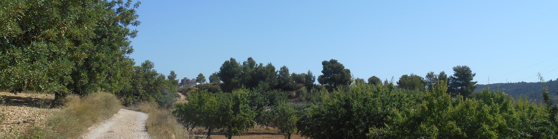 A gravel path in a vineyard with rows of grapevines under a clear blue sky.