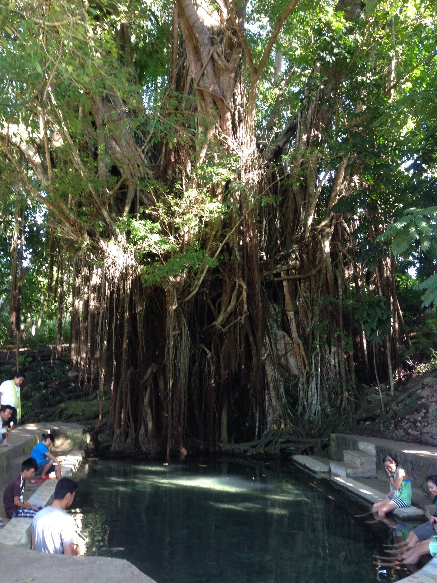 Experience unlimited fish spa for 5.00 php under the shades of the mystical Balete tree