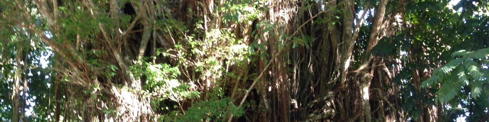 Experience unlimited fish spa for 5.00 php under the shades of the mystical Balete tree