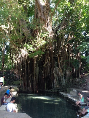 Experience unlimited fish spa for 5.00 php under the shades of the mystical Balete tree