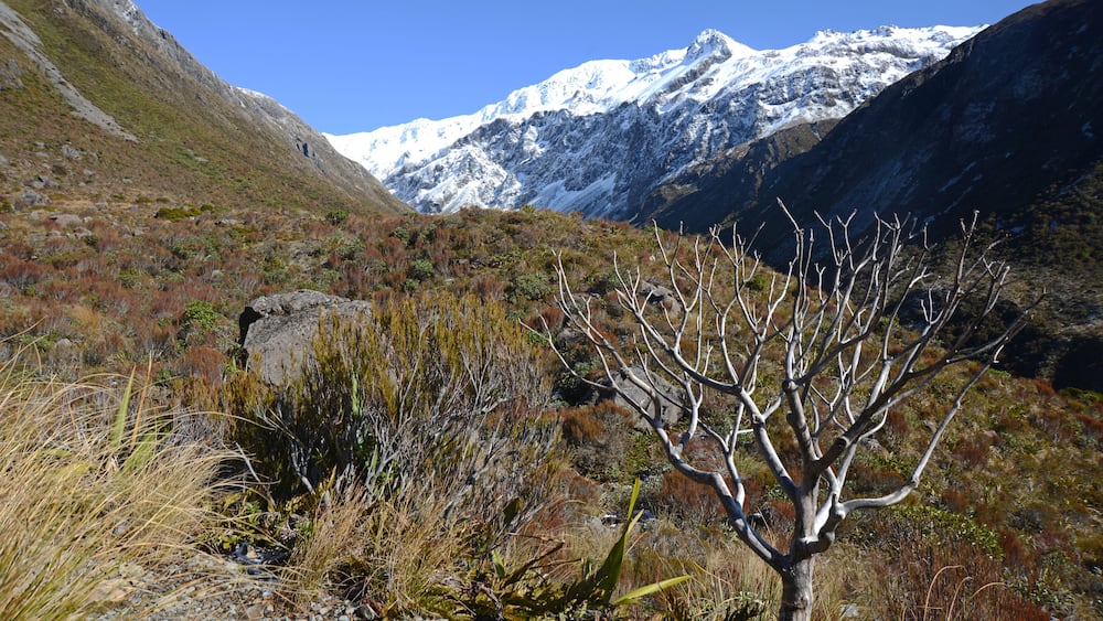 Alpine landscape at Arthur's Pass