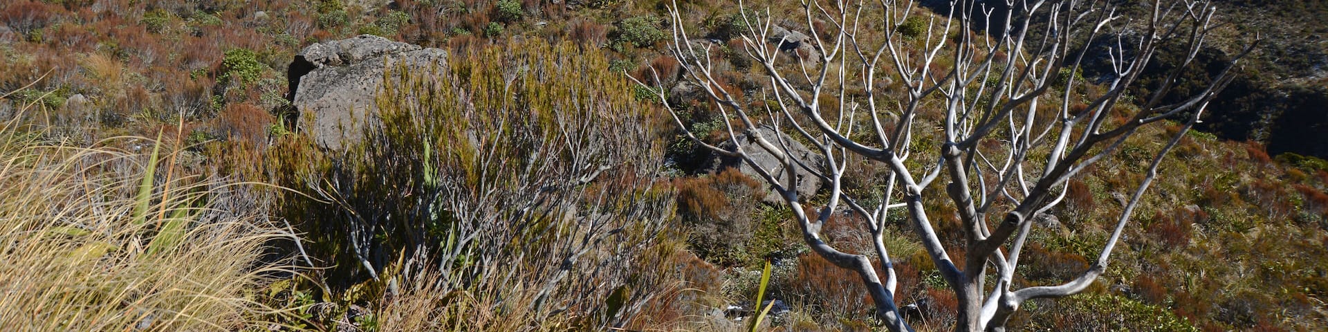 Alpine landscape at Arthur's Pass