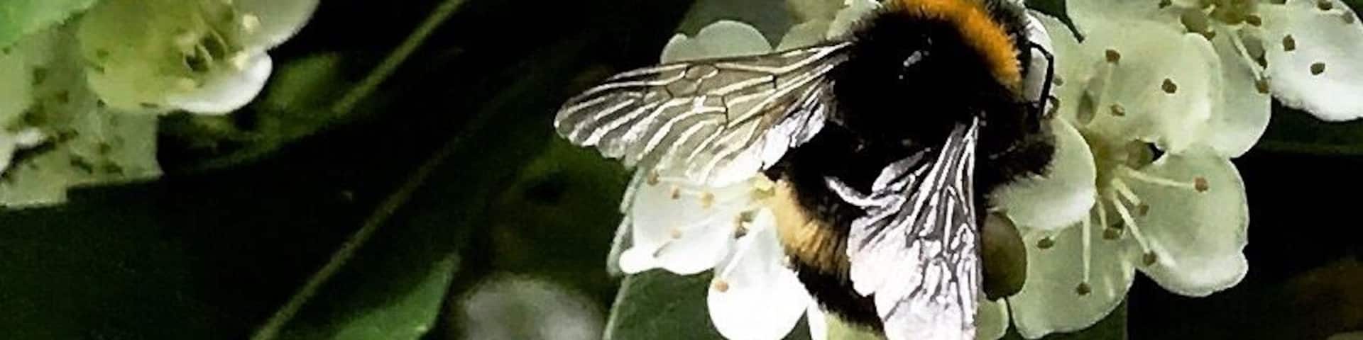 Up close and personal. Itâs all about the wings. #details #wings #bees