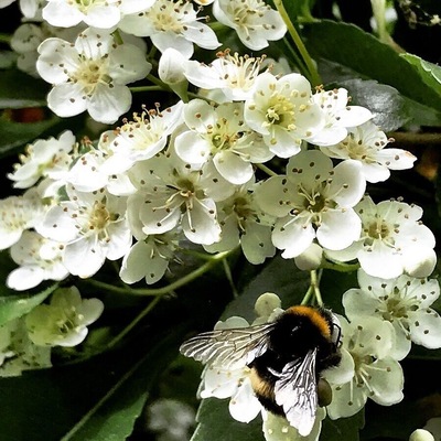 Up close and personal. It’s all about the wings. #details #wings #bees