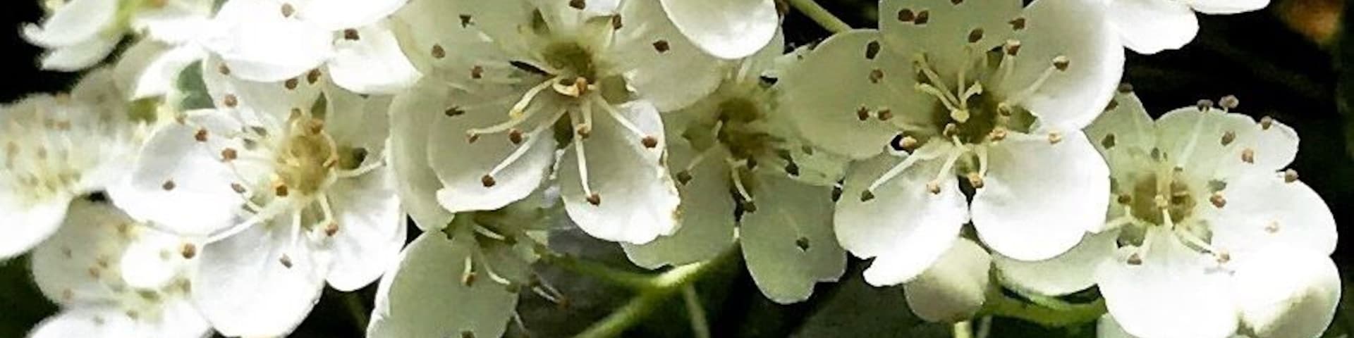 Up close and personal. It’s all about the wings. #details #wings #bees