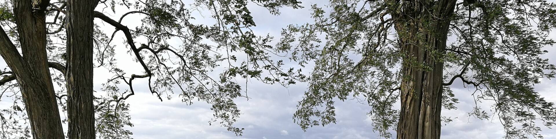 SĂŒdseite des GroĂsteingrabs Heringsberg bei Grimschleben.