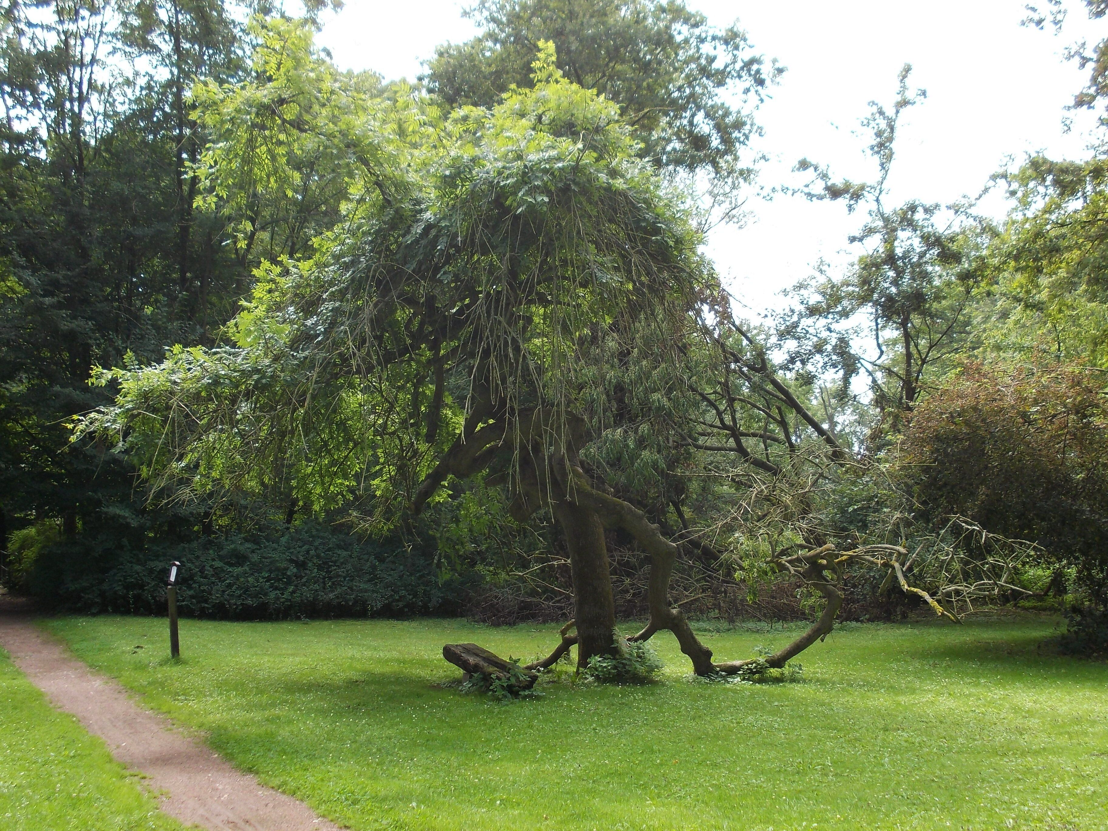 In the gardens of Neugattersleben Castle (Nienburg/Saale, district: Salzlandkreis, Saxony-Anhalt)