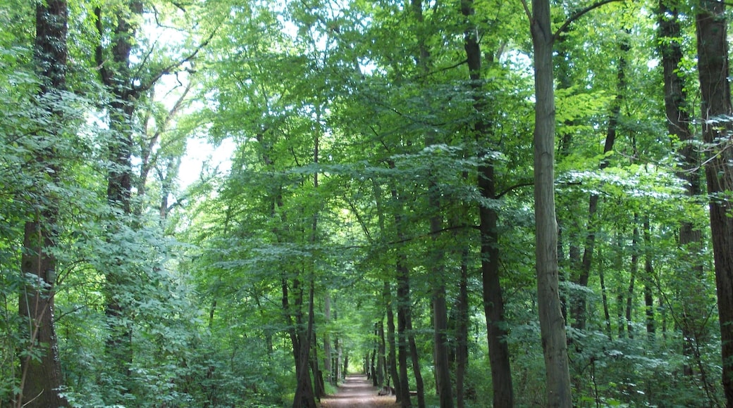 Hornbeam avenue in the gardens of Neugattersleben Castle (Nienburg/Saale, district: Salzlandkreis, Saxony-Anhalt)