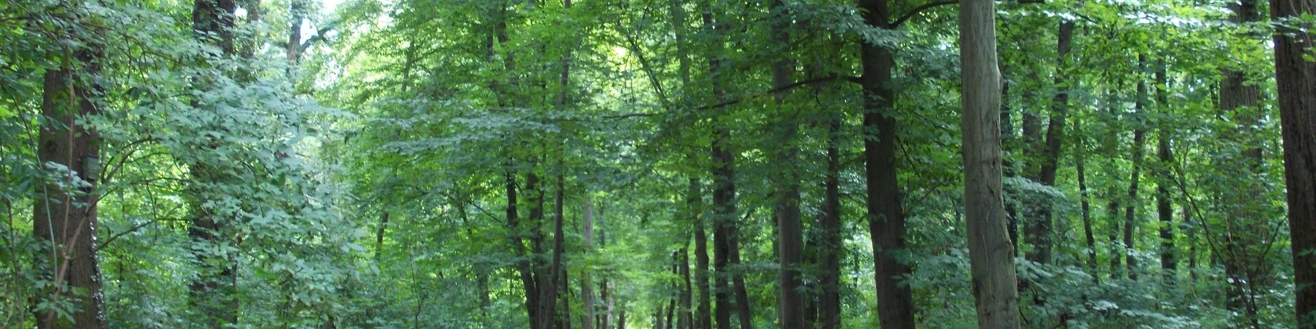 Hornbeam avenue in the gardens of Neugattersleben Castle (Nienburg/Saale, district: Salzlandkreis, Saxony-Anhalt)