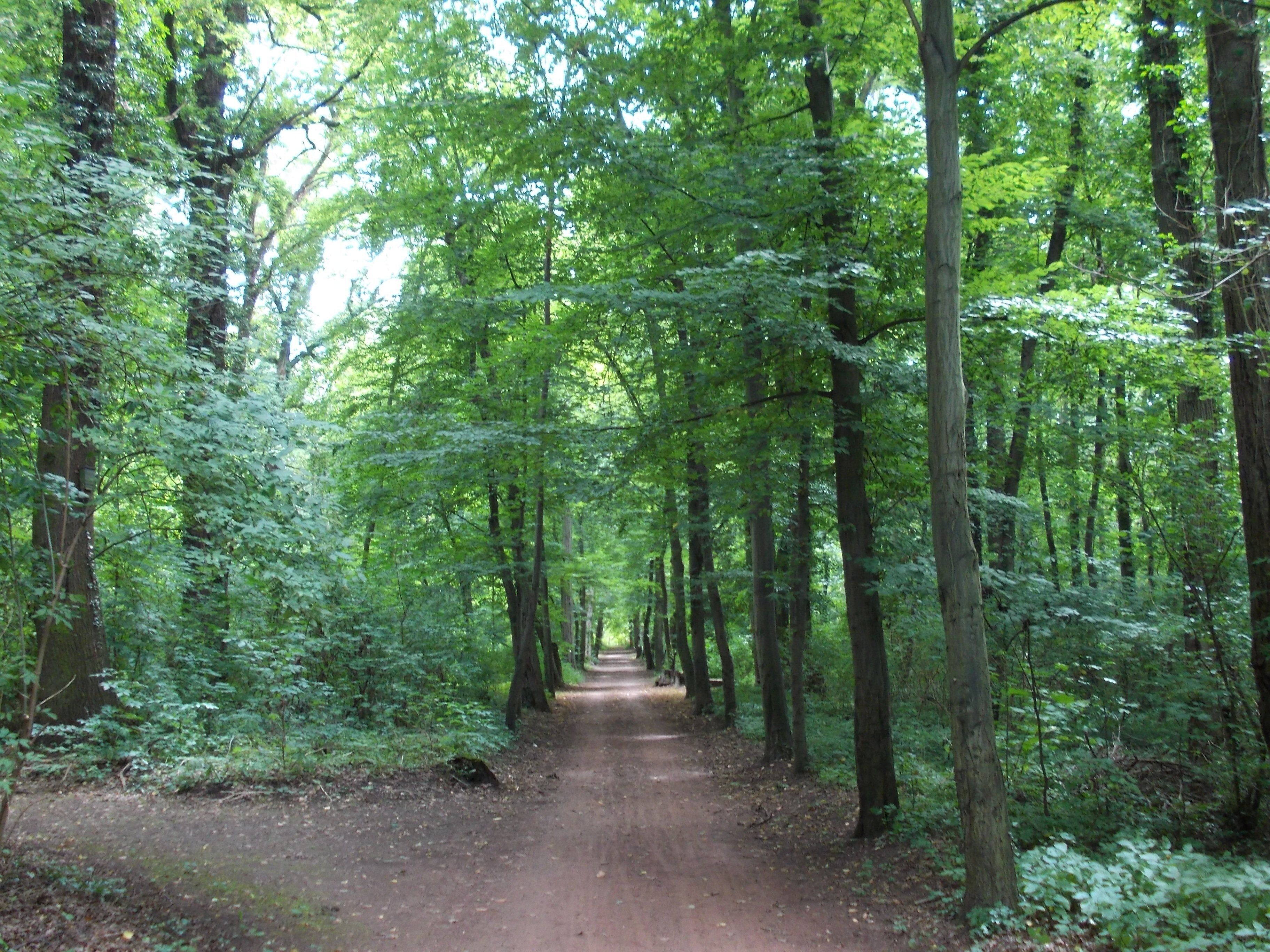 A forest path surrounded by tall trees.